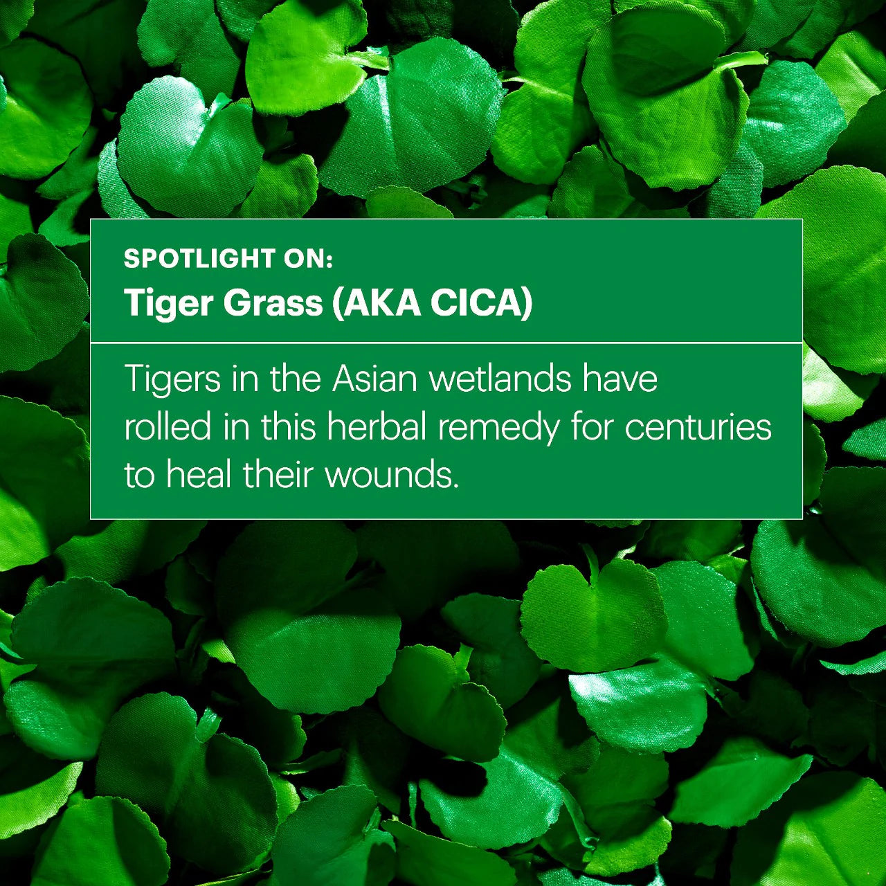Where to find Cicapair Tiger Grass Color Correcting Treatment best price online